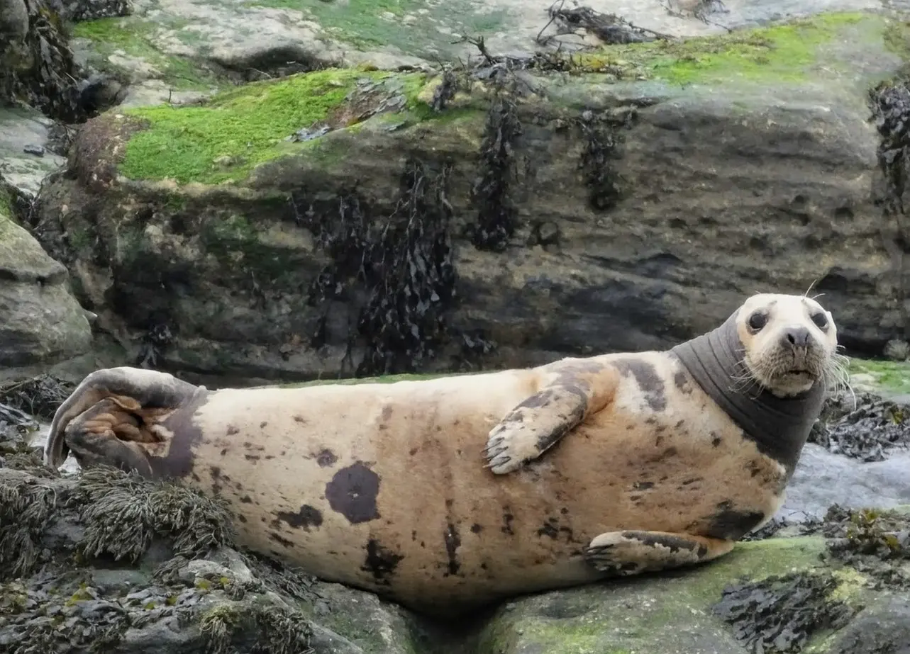 A seal resting on rocks near St Mary’s Lighthouse